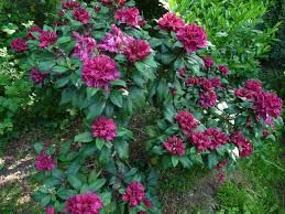 rhodo-lord-roberts-3.jpg