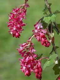 ribes-red-bros-2.jpg