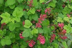 ribes-sanguineum-3.jpg