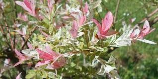 salix-hakuro-nishiki-3.jpg