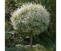 salix-hakuro-nishiki-4.jpg