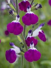 Sauge du Texas 'Amathyst lips'