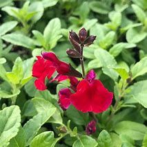 salvia-cherry-red-1.jpg