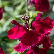 salvia-cherry-red-3.jpg