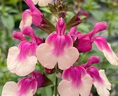 salvia-greggi-rose-bicolore-1.jpg