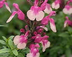 salvia-greggi-rose-bicolore-3.jpg