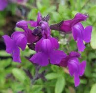 salvia-greggii-violet-1.jpg