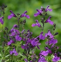salvia-greggii-violet-2.jpg