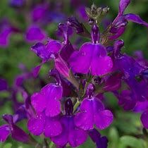 salvia-greggii-violet-3.jpg