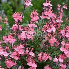 salvia-jamenensis-pluenn-1_0.jpg