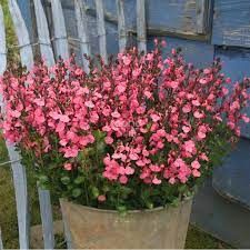 salvia-jamenensis-pluenn-2_0.jpg