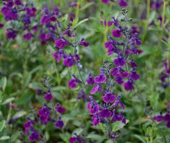 salvia-jamenensis-violette-de-loire-2.jpg