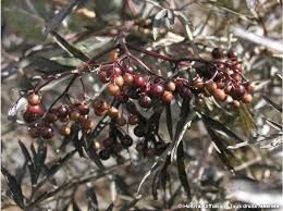 sambucus-black-lace-2.jpg