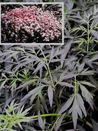 sambucus-black-lace-3.jpg