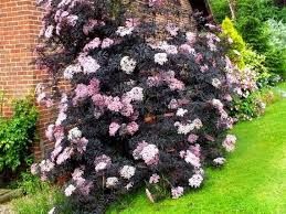 sambucus-black-lace-4.jpg