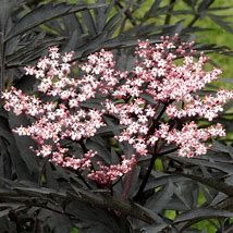 sambucus-black-tower-2.jpg