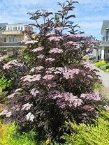 sambucus-black-tower-3.jpg
