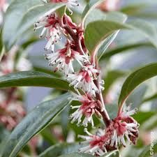 Sarcocoque de Hooker