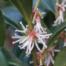 sarcococca-winter-gem-2.jpg