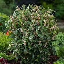 sarcococca-winter-gem-3.jpg