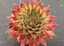 sempervivum-butterscotch-baby-1.jpg