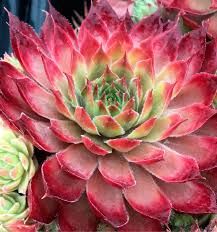 sempervivum-butterscotch-baby-2.jpg