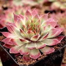 sempervivum-butterscotch-baby-3.jpg