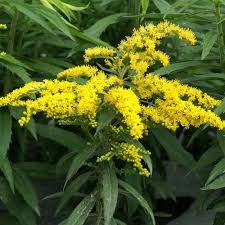 solidago-golden-dwarf-1.jpg