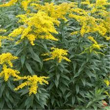solidago-golden-dwarf-2.jpg