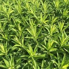 solidago-golden-dwarf-3.jpg