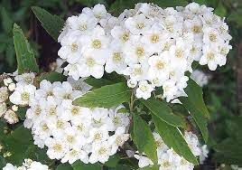 spiraea-van-houtei-2.jpg