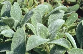 stachys-silver-carpet-1.jpg