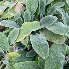 stachys-silver-carpet-2.jpg