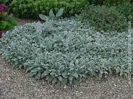 stachys-silver-carpet3.jpg