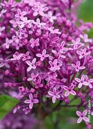 syringa-dark-purple-1.jpg