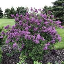 syringa-dark-purple-2.jpg