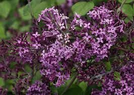 syringa-dark-purple-3.jpg