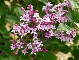 Lilas de CHINE 'Red pixie'