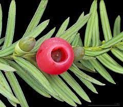 taxus-baccata-1_0.jpg