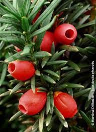 taxus-baccata-2_0.jpg