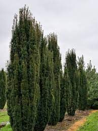 taxus-baccata-3_0.jpg