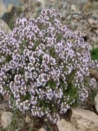 thym-commun-2.jpg