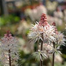 tiarella-spring-symphony-1.jpg