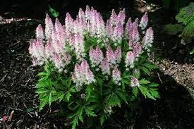 tiarella-spring-symphony-2.jpg