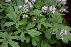tiarella-spring-symphony-3.jpg