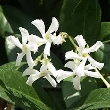 trachelospernum-jasminoides-1.jpg