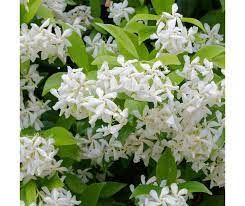 trachelospernum-jasminoides-2.jpg