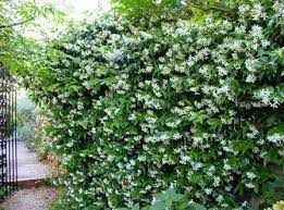 trachelospernum-jasminoides-3.jpg