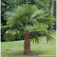 trachycarpus-fortunei-1_0.jpg