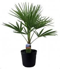 trachycarpus-fortunei-2_0.jpg